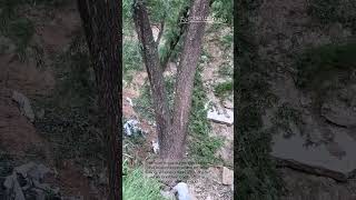 Tree Felling: Safe Rope Control Method↓