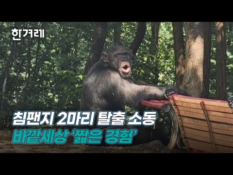 침팬지 두 마리 사육사 밀치고 탈출했다 붙잡혀