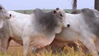 Download Lagu MEGA 04 MP3