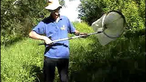 How to Collect Insects by Sweeping in a Butterfly Net? Excursion With Entomologist in a Forest.