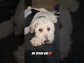 My spoiled girl❤️ #puppy #viral #comedy #dogmom #fypシ゚viral #minivlog #cute #lazy #featured #fyp