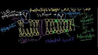 Plasma membrane ... الغشاء البلازمي