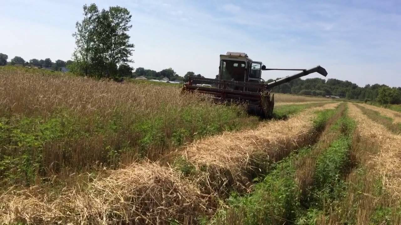 Combining rye with a gleaner K