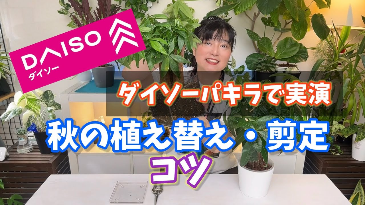 パキラ　お引き取り No-Fail] Repotting and pruning your Pachira in the fall