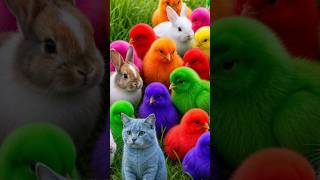 Tangkap Ayam Lucu, ayam warna warni, ayam rainbow, kelinci lucu, bebek lucu, ikan koi, Hewan Lucu