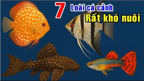 7 loài cá cảnh KHÓ nuôi không giành cho người mới!  7 difficult-to-keep aquarium fish .