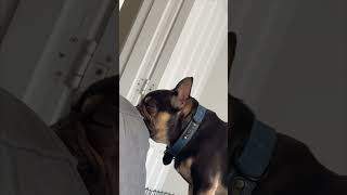 Dog Falls Asleep Standing on Armrest