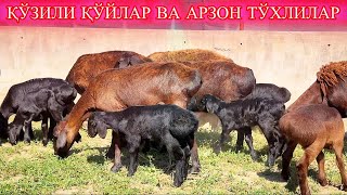 ТУҒАР ЙИЛДА ИККИ БОР ХИСОРИНИНГ ҚАДРИ БОР