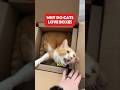 Why Do Cats LOVE Boxes? #shorts