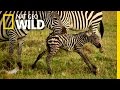 Baby Animals Find Their Footing | Animal Moms