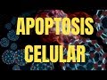 APOPTOSIS CELULAR