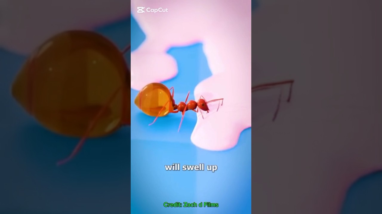 Apne Shareer Mein Khana Jama Karne Wali Cheentiyaan 