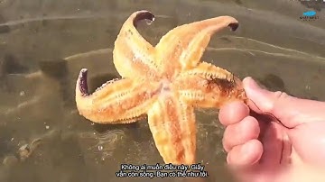 Khám phá cá nóc khổng lồ khi thủy triều rút.