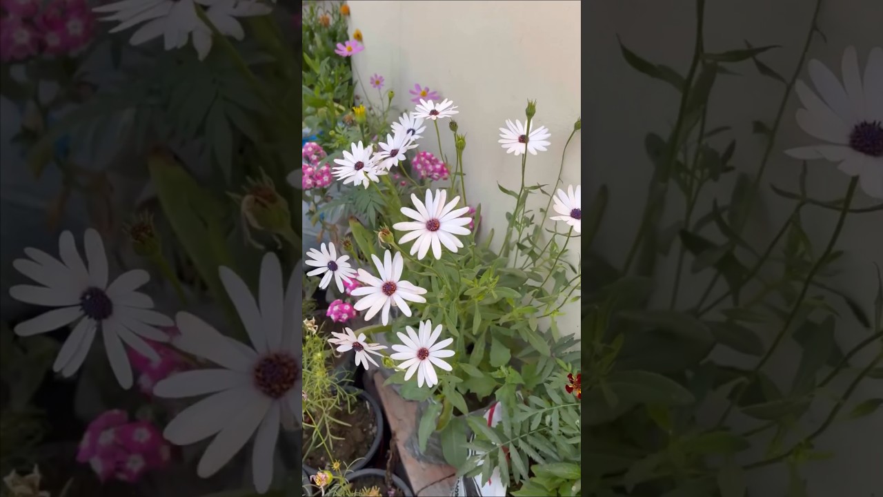 15 Winter Flowering Plants #gardening #flowers #winter #grow #trending #instagram #youtube