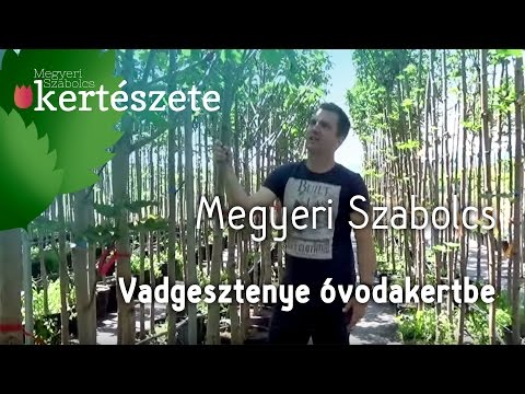 Videó: A vadgesztenye metszése – Tippek a vadgesztenyefa vágásához
