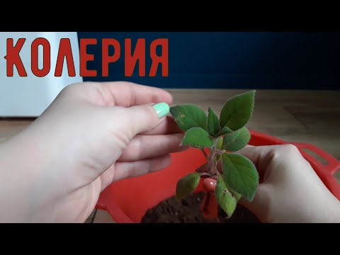 Колерия// Вторая попытка подружиться// Посадка черенка