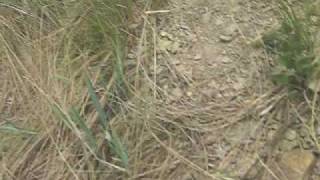 Pardal De Pains E Marquinho Gazote No Desafio Do Peitinho Piumhi Mg 02 08 2009