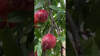 阿嬷上山摘黄桃，酸甜可口，不一会就摘了满满一筐 Grandma went up the mountain to pick yellow peaches, sweet and sour