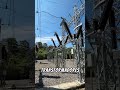 Banco de compensación en subestación eléctrica de alta tensión ⚡️ #electrician #maintenance #work