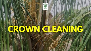 Crown Cleaning in Deejay Hybrid Coconut Trees