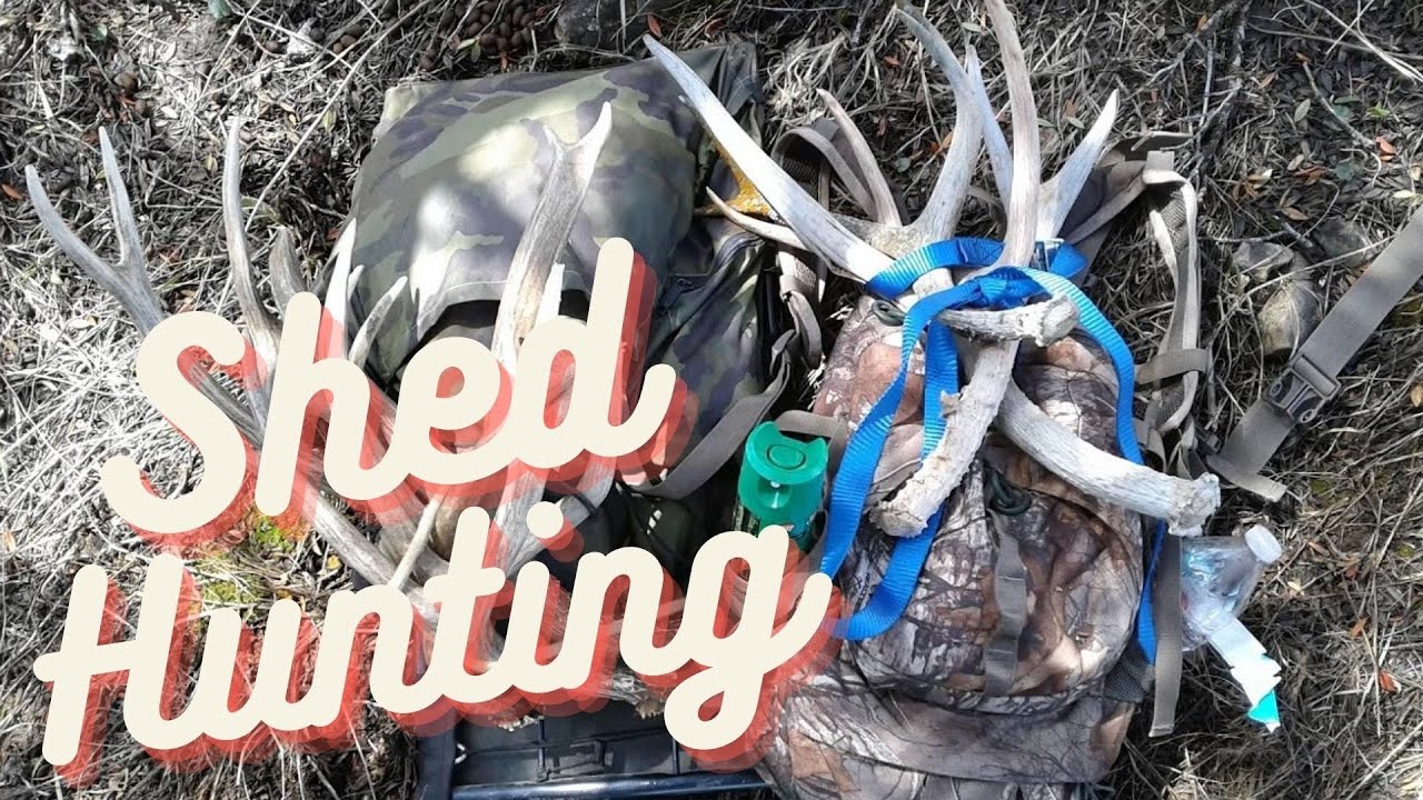 2017 Shed Hunt Day 1 Huge Mule Deer Sheds Utah Shed Hunting YouTube