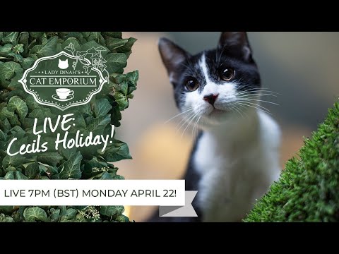 cats inn LIVE: Catch up with Peter, quality time with Oberon