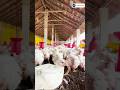 கோழி தீவனத்தில் இத்தனை வகையா? 🐔😱 #shorts #poultryfarm