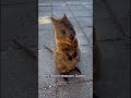Curious quokka walks up to me and smiles! 🥹
