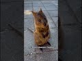 Curious quokka walks up to me and smiles! 🥹