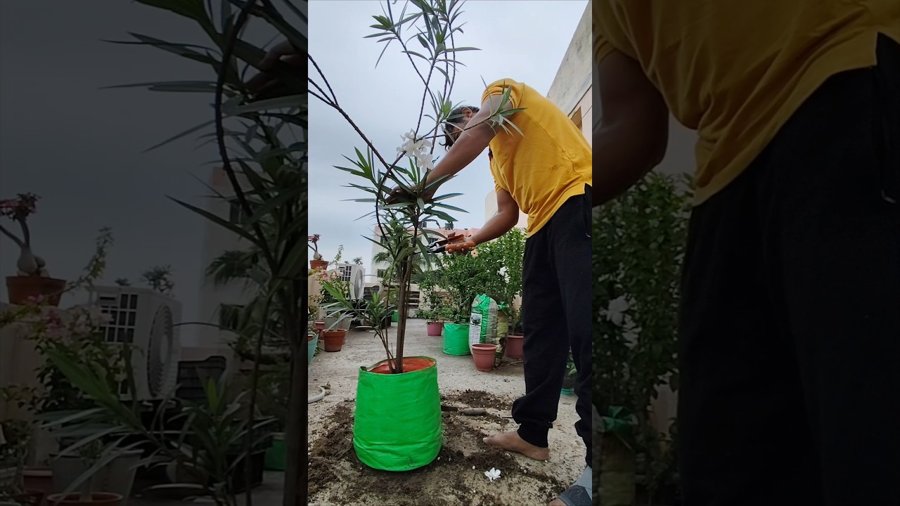 how to hard pruning oleander plant
