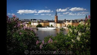 Lilac blossom in Södermalm, Stockholm (Monteliusvägen)