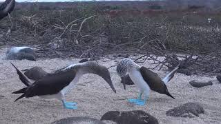 «New Centurions» visual content expert Blue-footed Booby