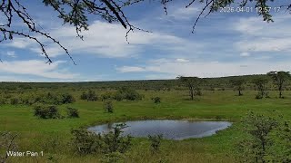 🔴 LIVE African Safari | 6 Maasai Mara Wildlife Cameras | Kenya 24/7