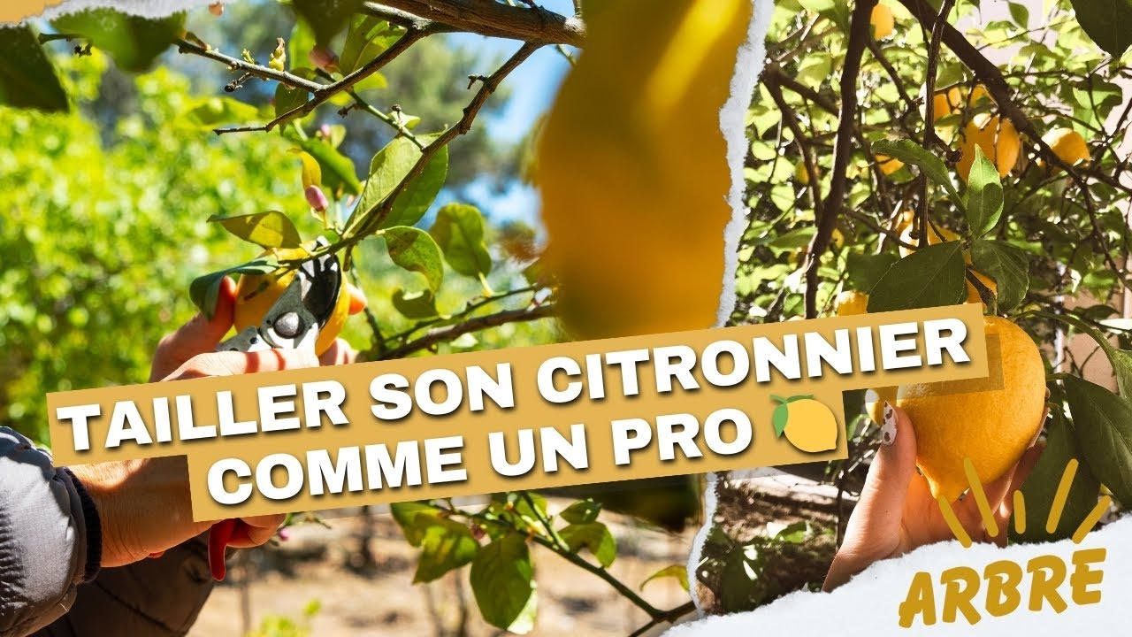 Comment tailler votre citronnier pour avoir des citrons toute l’année