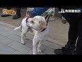 安妮美女教官(網路版) - 第九集(全) 搜救犬+家犬訓練 (Rescue Dog/House Pet Training camp)