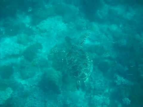 Turtle @ Apo Island, Philippines