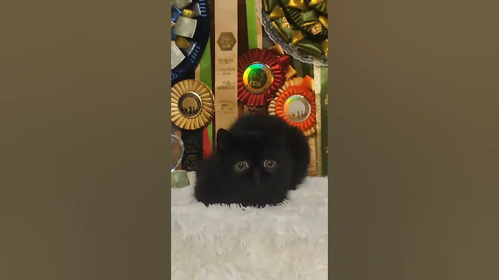 Watch the video about Black Domestic Shorthair Cat Shows Off Attitude 😼 | Funny & Cute #Shorts #blackcat #catvideo