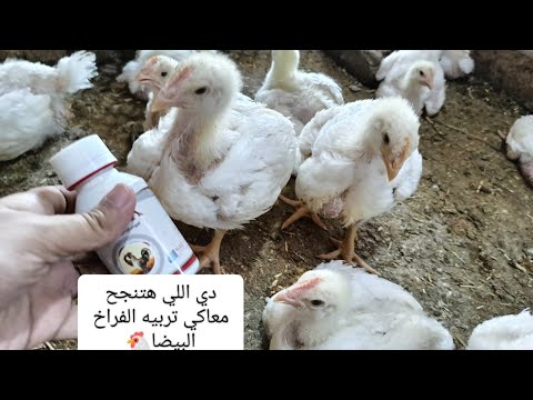 ازازاه الدوا دي ب 20ج بتنجح معاكي دوره الفراخ البيضا عن تجربه هتبقوا مربيين كبار من بيتكوا 