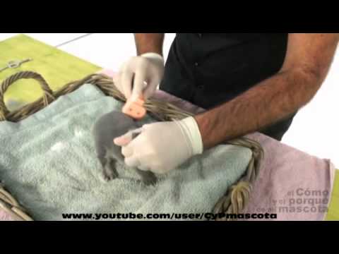 Bañar a un conejo en seco