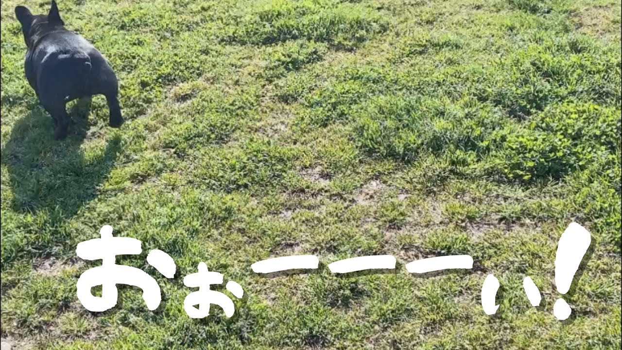 ダメだよね 呼んでも来ない子犬をドッグランに連れて行った結果が悲しい Frenchbulldogフレンチブルドッグ Youtube