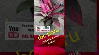 Benefits Of Andong Plants