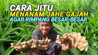 CARA JITU MENANAM JAHE AGAR RIMPANG BESAR-BESAR