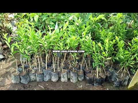 Tanam Bibit Jeruk Santang Madu, Tumbuh Cepat dan Produktif!