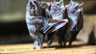 Dancing Bats