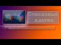 Стволовые клетки (мужч.). Программа для подсознательных сообщений. (Сытин)