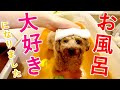 あるきっかけで急にお風呂好きになった犬が可愛いw【トイプードル】
