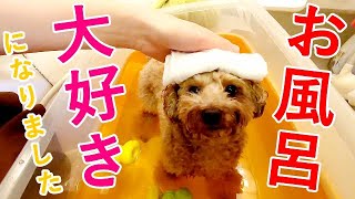 あるきっかけで急にお風呂好きになった犬が可愛いw【トイプードル】