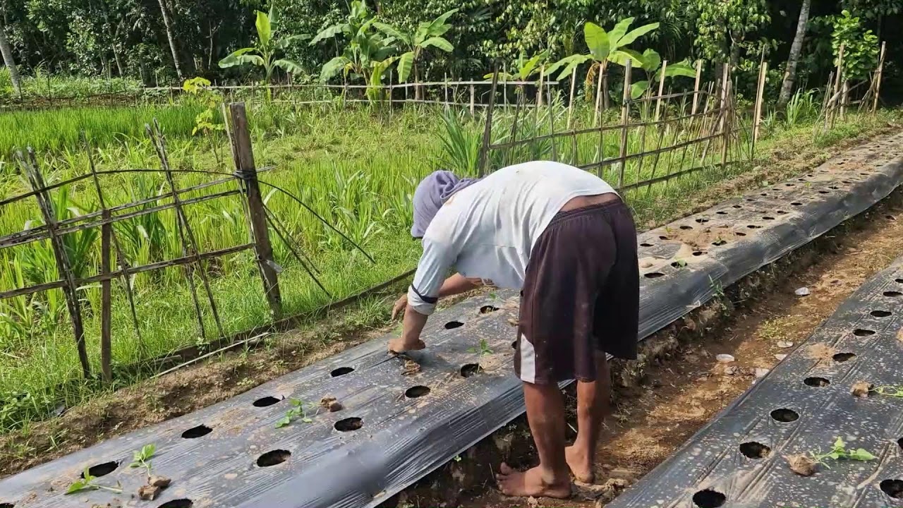HAND-PLANTING HUNDREDS OF CHILI PLANTS: GENIUS METHOD WITHOUT TOOLS! - Agriculture Farming