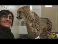 Baby Animal Watch! | Secrets of the Zoo MEGA Episode | Nat Geo Animals