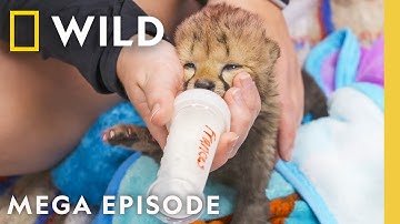Baby Animal Watch! | Secrets of the Zoo MEGA Episode | Nat Geo Animals
